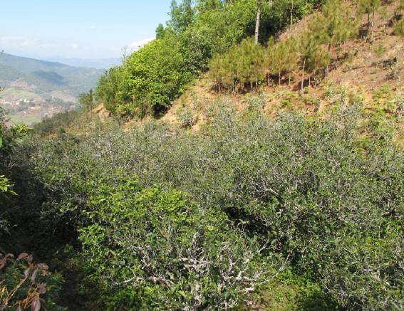 2021年梅子箐古樹秋茶特點(diǎn)是什么？