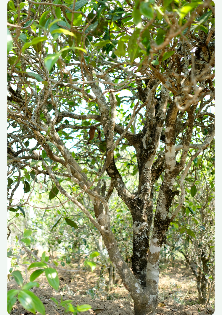 2021梅子箐古樹秋茶甜如冰島、香似昔歸:人間三月,怎么少得了梅子箐?