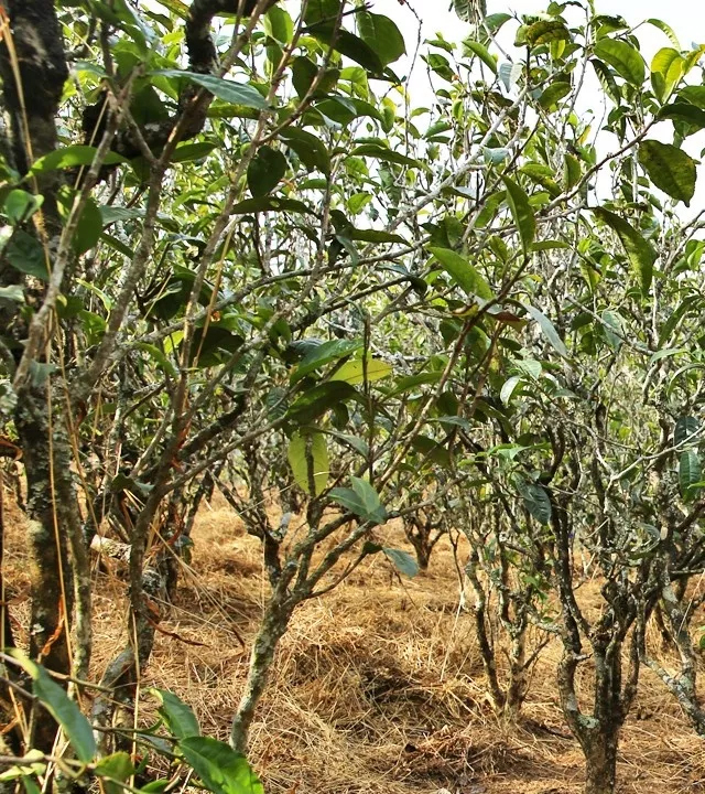 2021年巖子頭古樹秋茶口感是什么？