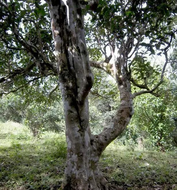 2021年巖子頭古樹秋茶，亂石出好茶！