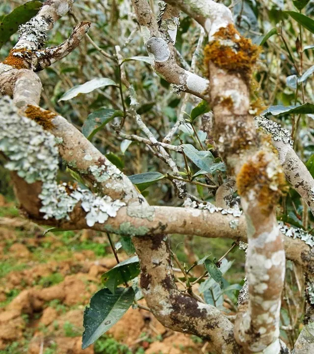 2021年巖子頭古樹秋茶多少錢一公斤？