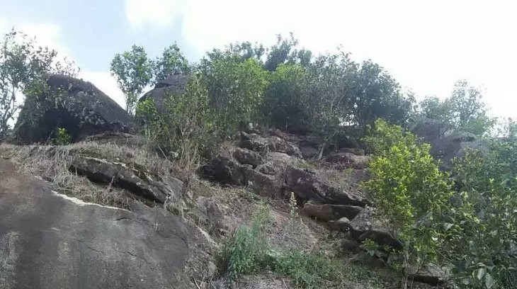 2021年巖子頭古樹秋茶內(nèi)含物質(zhì)可以和昔歸古樹毛茶相娉美·！