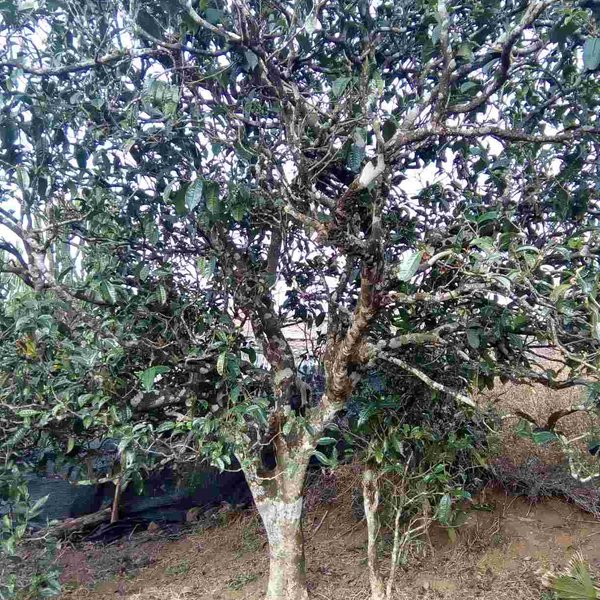 2021馬鞍山古樹秋茶口感？