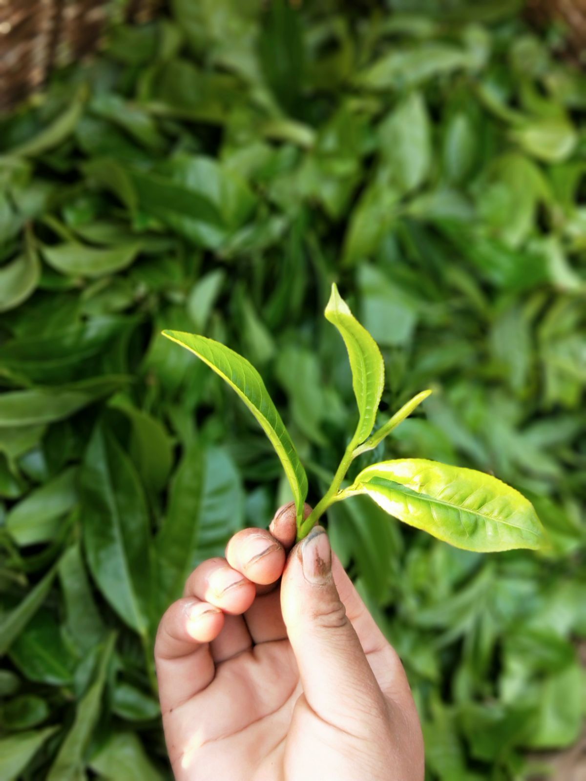 2021年馬鞍山古樹秋茶特點是什么？