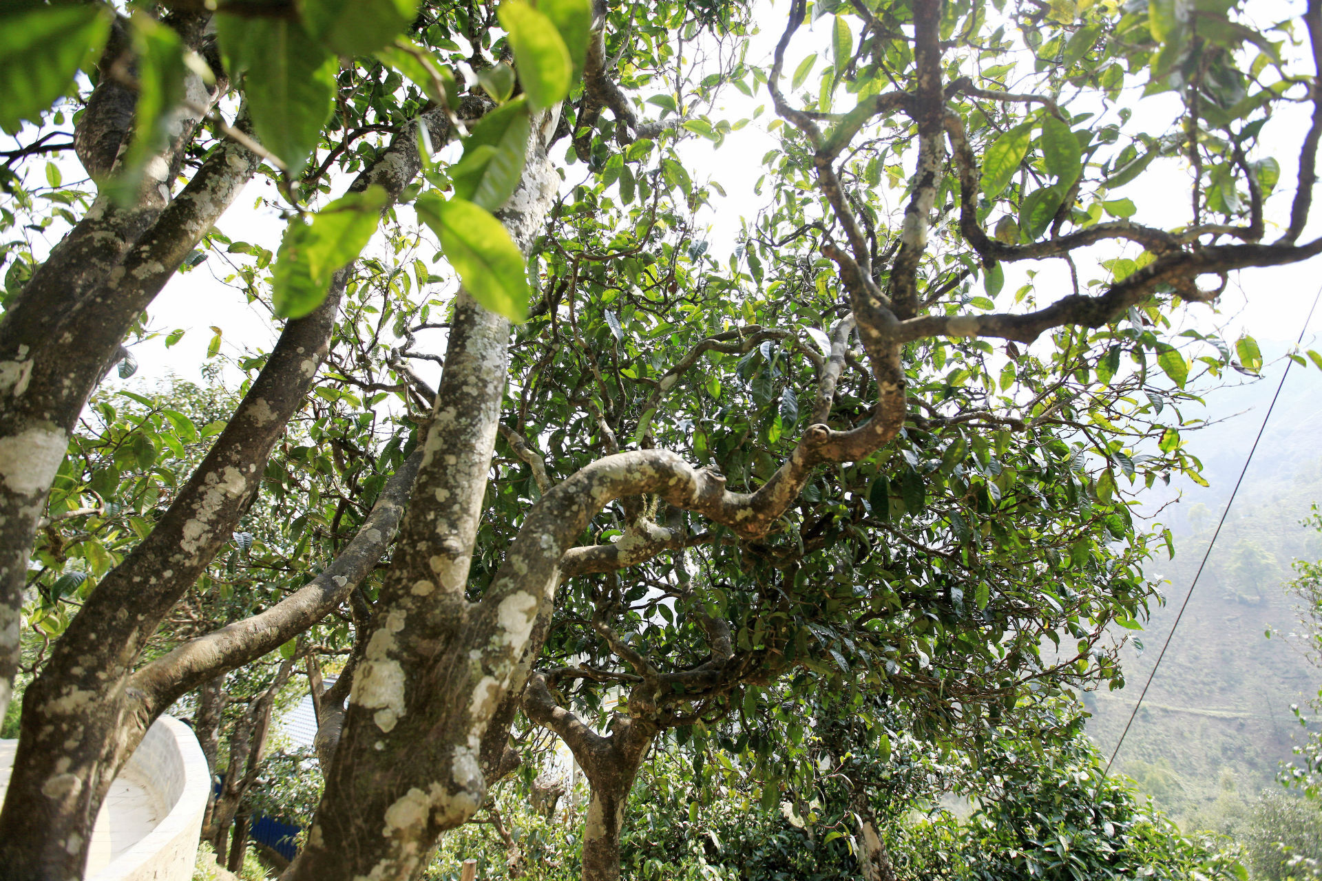 2021年馬鞍山古樹秋茶價值如何？