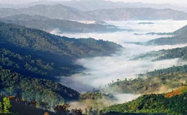 2021白鶯山古樹秋茶特點？