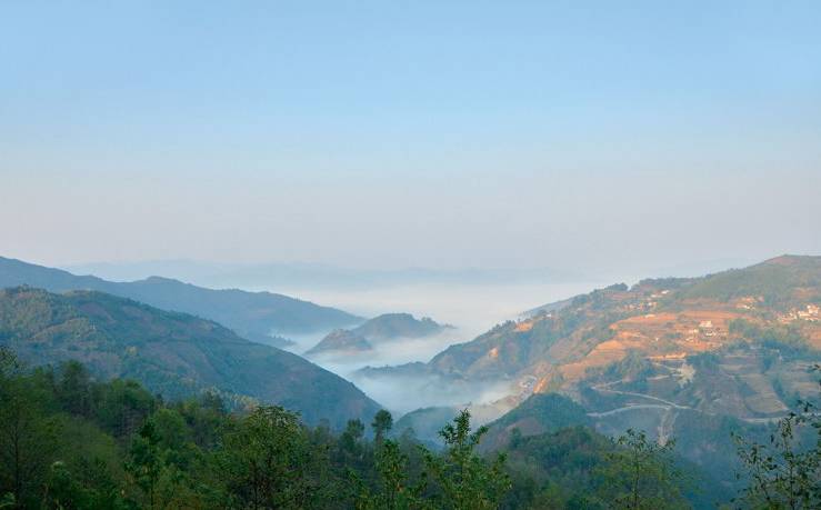 2021年白鶯山古樹秋茶白鶯聚居之地，普洱茶樹的天堂