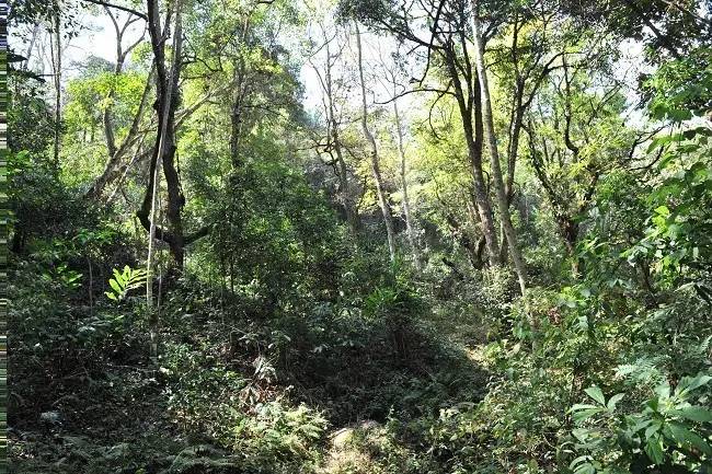 2021年老班章古樹秋茶特點？