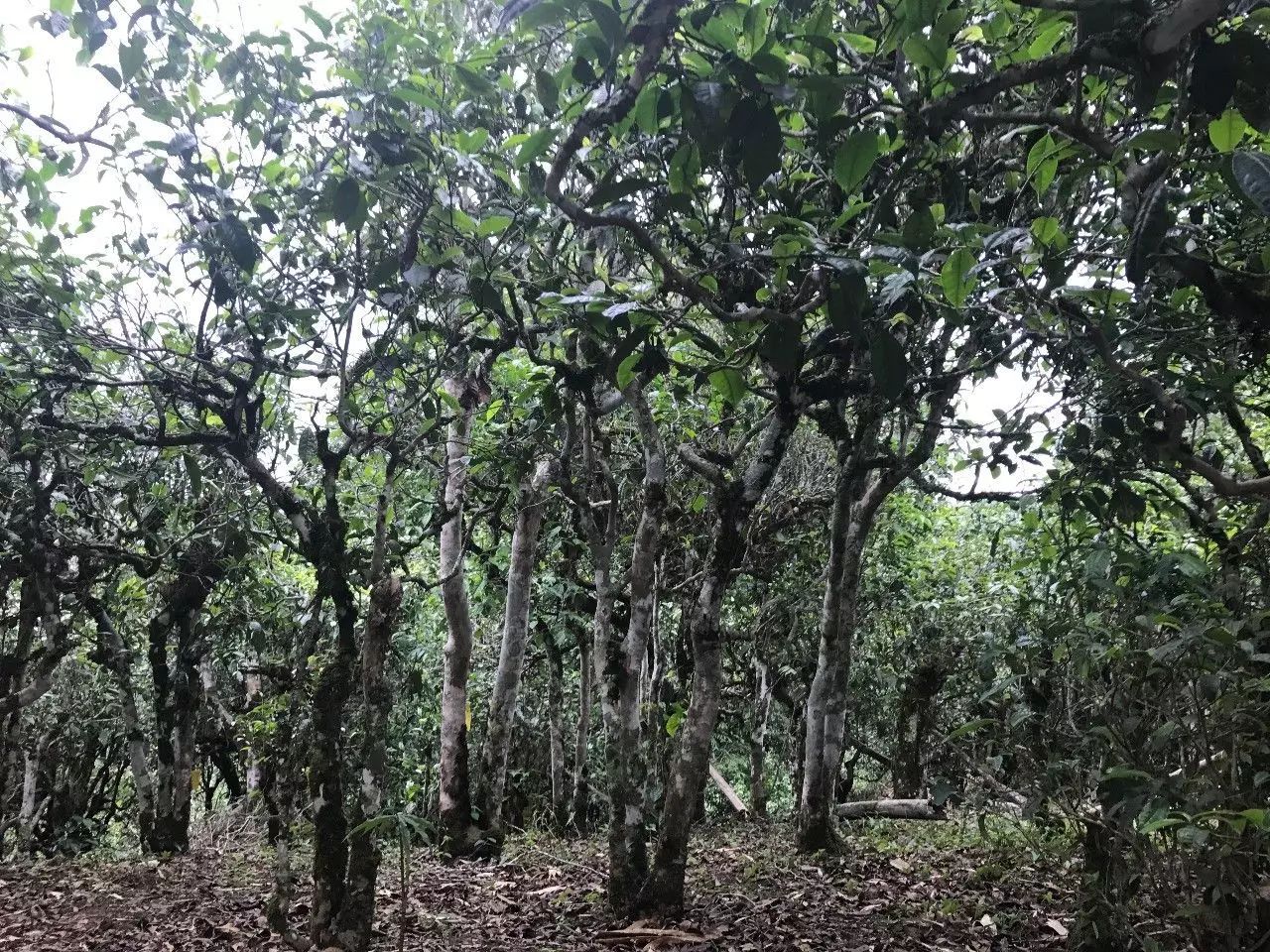 2021年老班章古樹秋茶口感是什么？