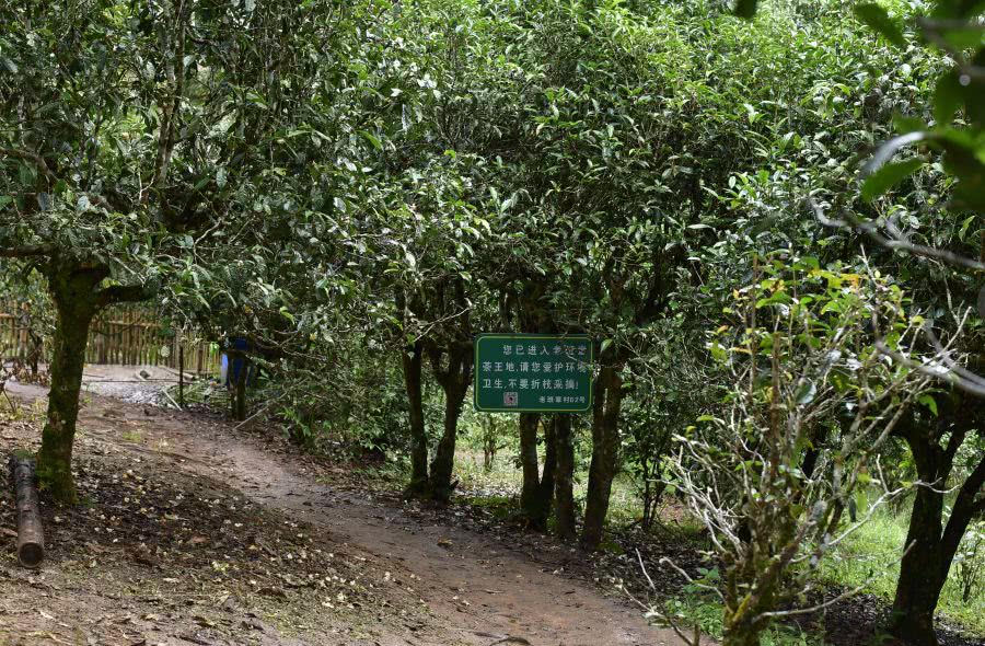 2021年老班章古樹秋茶價格？