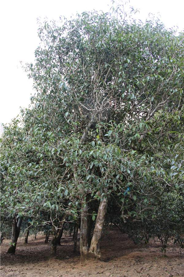 2021年新班章古樹秋茶品鑒！