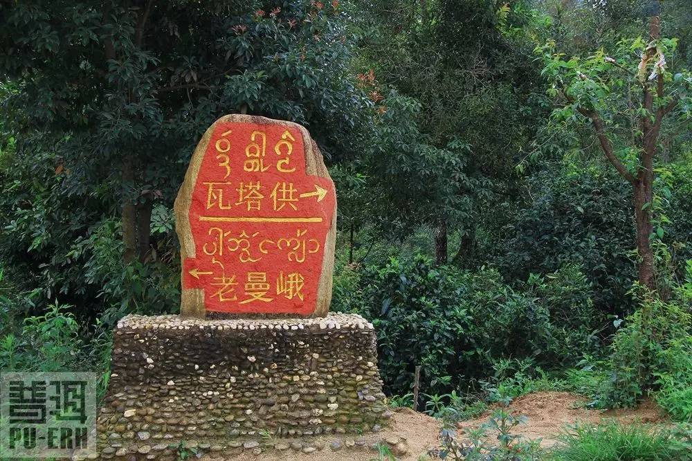 2021年老曼峨古樹秋茶價格多少？