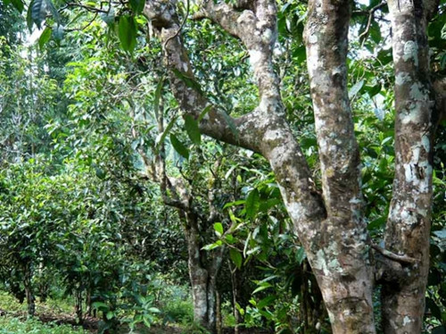 2021老曼峨古樹秋茶多少錢一公斤？