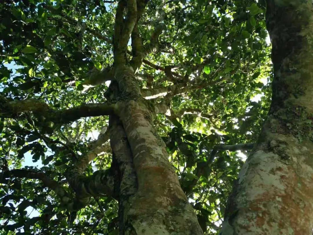 2021年班章茶區(qū)壩卡囡古樹秋茶特點？