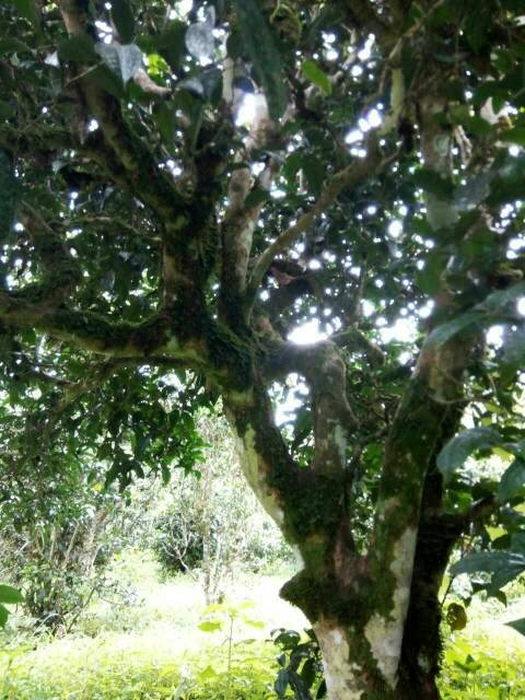 2021年班章茶區(qū)壩卡囡古樹秋茶多少錢一公斤？