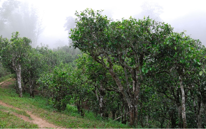 2021年班章茶區(qū)壩卡囡秋茶布朗茶系中的甜茶類！