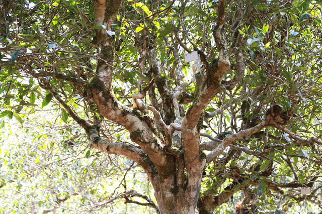 2021年布朗山班盆古樹秋茶口感？