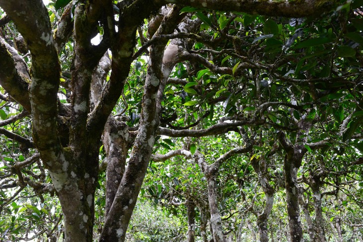 2021年布朗山班盆古樹秋茶價格？