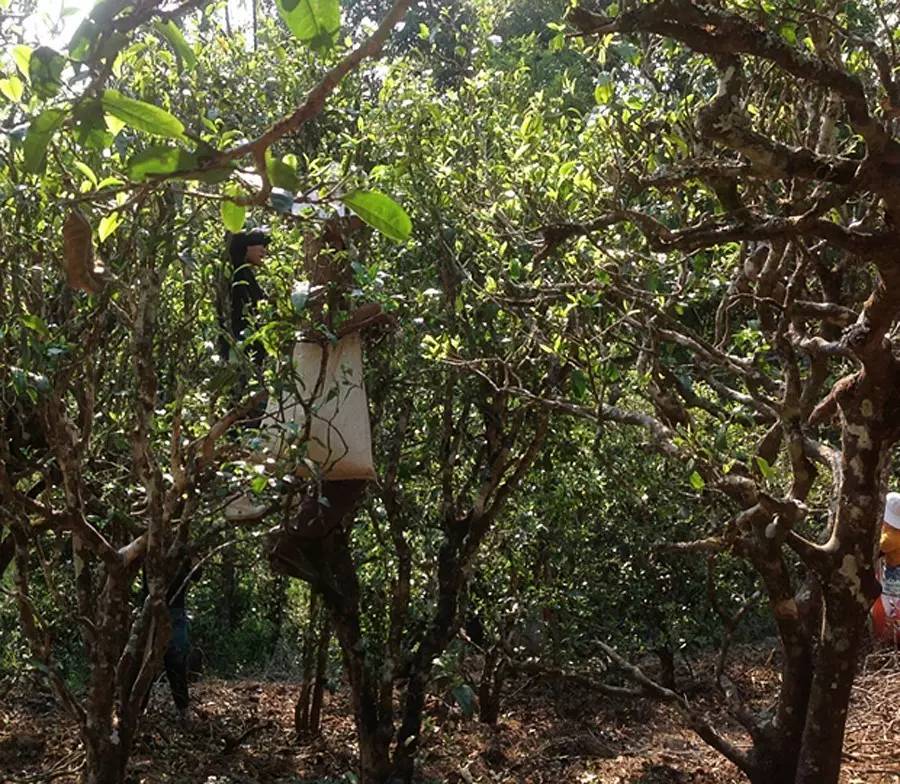 2021年布朗山班盆古樹秋茶品鑒！