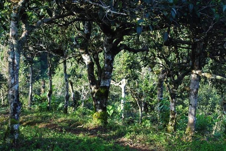 2021年賀開古樹秋茶口感！