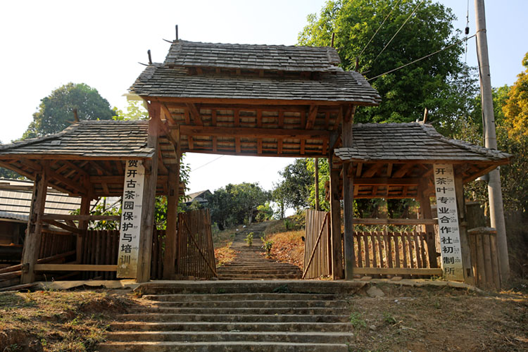 2021年賀開古樹秋茶特點？