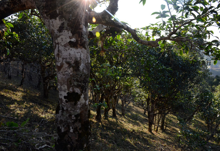 2021年班盆古樹秋茶特點？