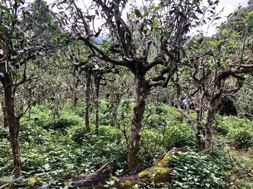 2021年班盆古樹秋茶多少錢一公斤？