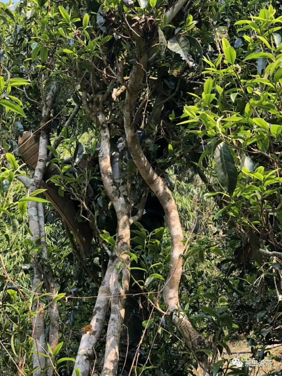 2021年廣別老寨古樹秋茶價格？
