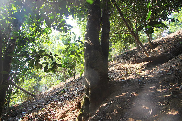 2021年廣別老寨古樹秋茶為何被稱為妖茶？