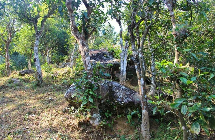 2021年勐宋那卡古樹秋茶特點(diǎn)？