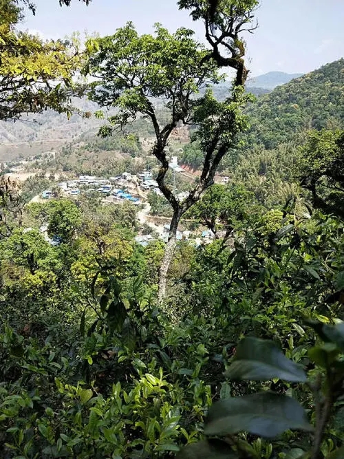 2021年勐宋那卡古樹秋茶價(jià)格？