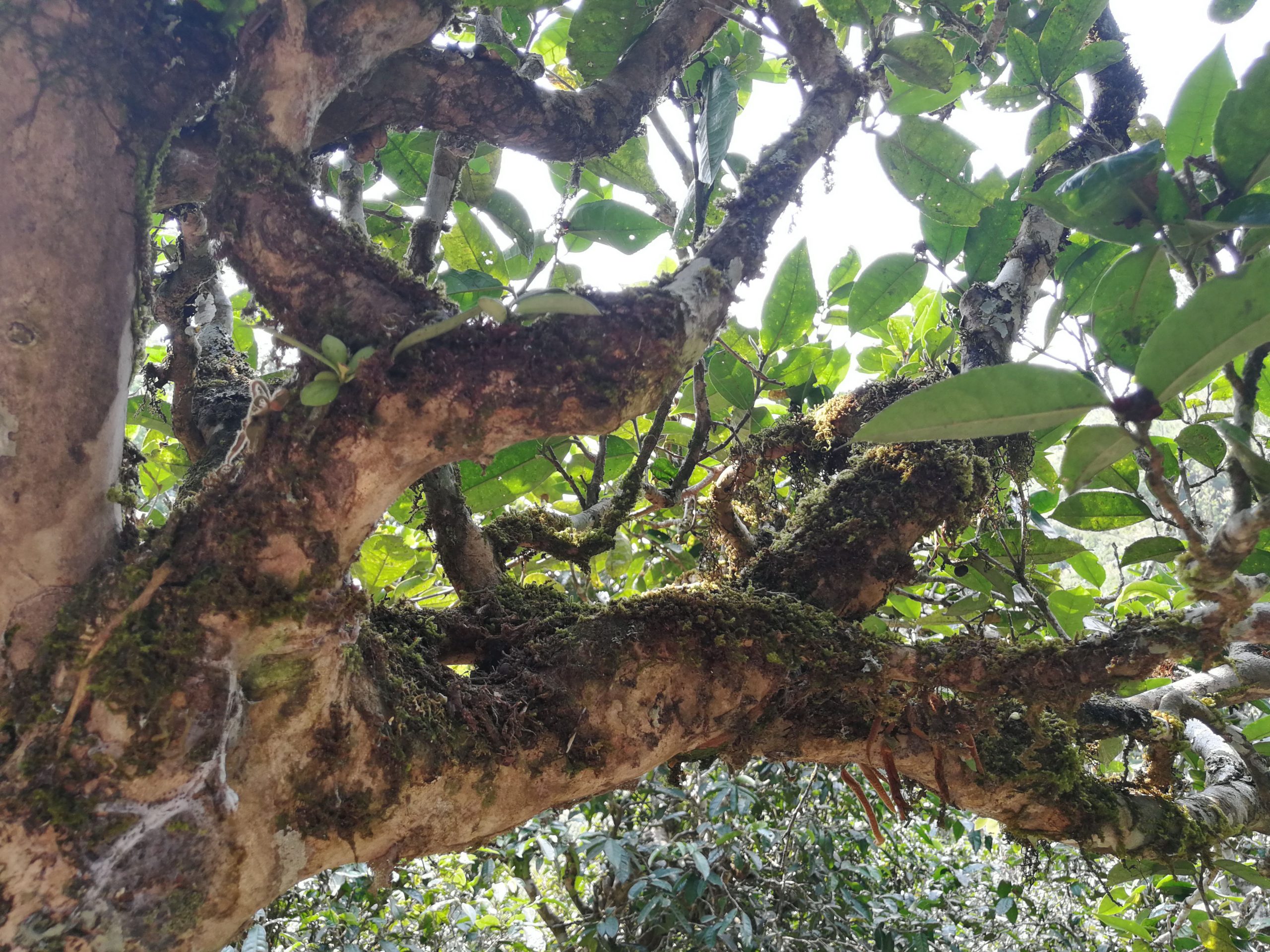 2021年勐宋那卡古樹秋茶多少錢一公斤？