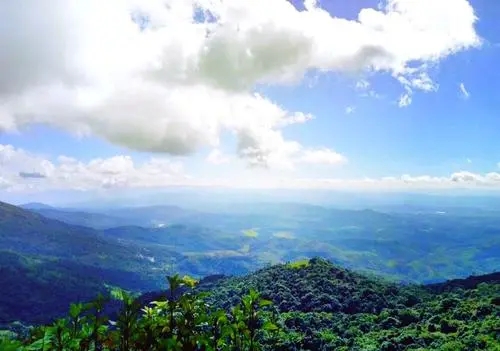 2021年滑竹梁子古樹秋茶特點(diǎn)？
