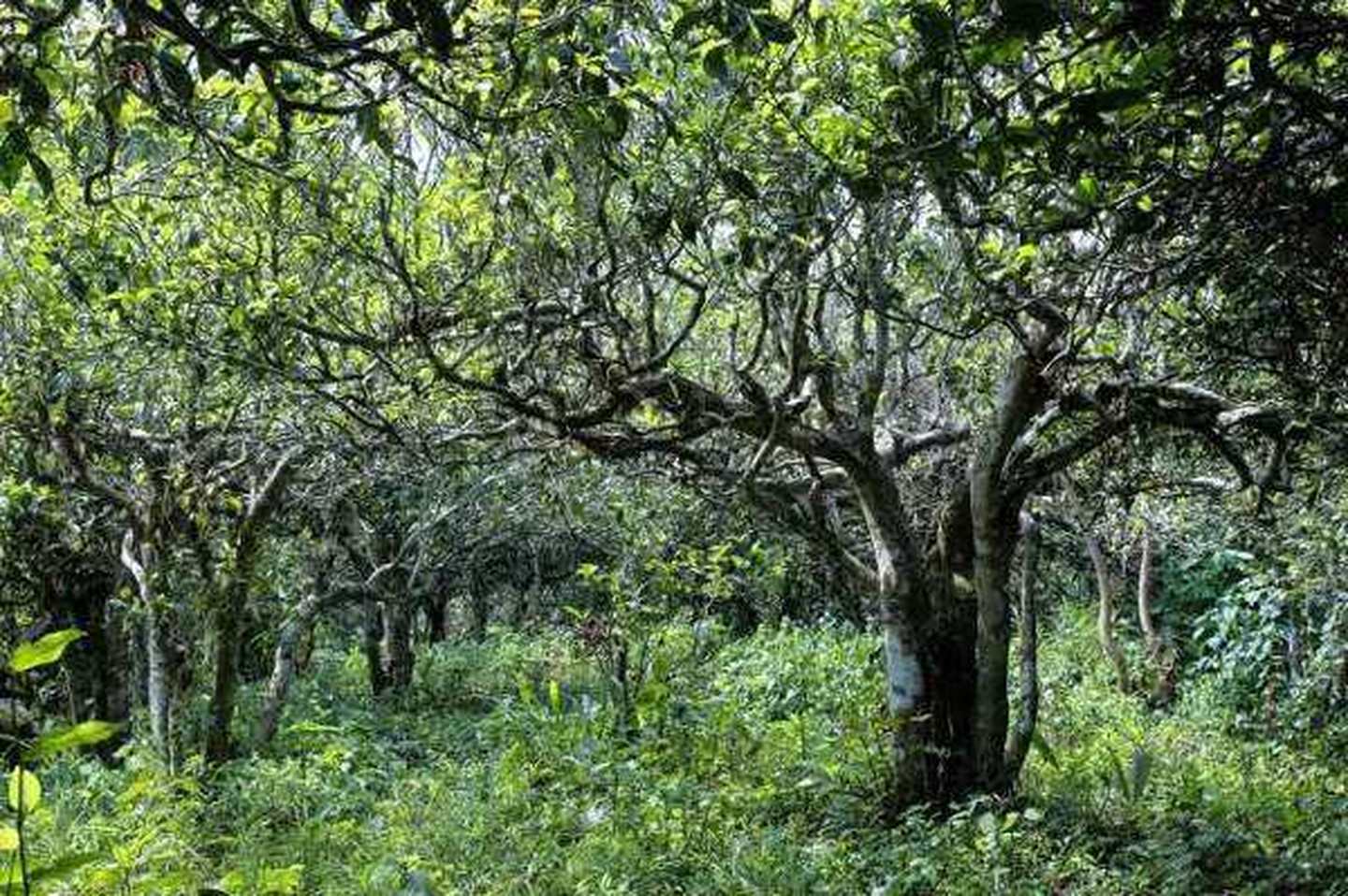 2021年滑竹梁子古樹秋茶口感？