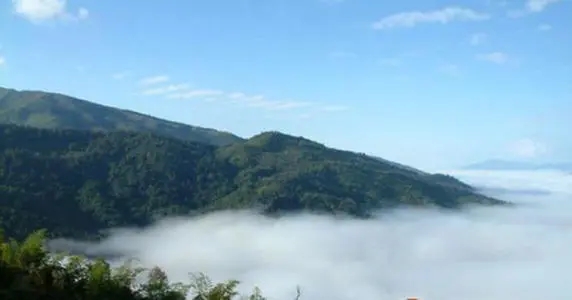 2021年滑竹梁子古樹品鑒實錄？