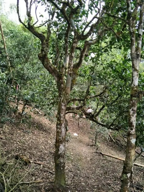 2021年巴達(dá)山章朗古樹秋茶價格？