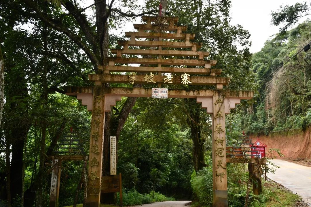 2021年南糯山半坡老寨古樹秋茶特點？