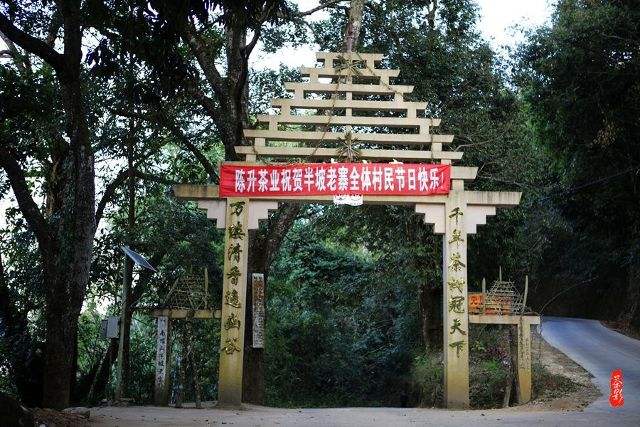 2021年南糯山半坡老寨古樹秋茶價格？