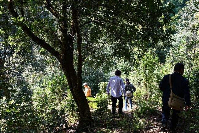 2021年南糯山拔瑪老寨古樹秋茶特點(diǎn)是什么？