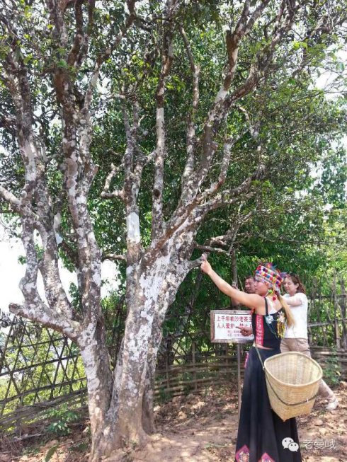 2021年帕沙古樹秋茶價(jià)格是多少？