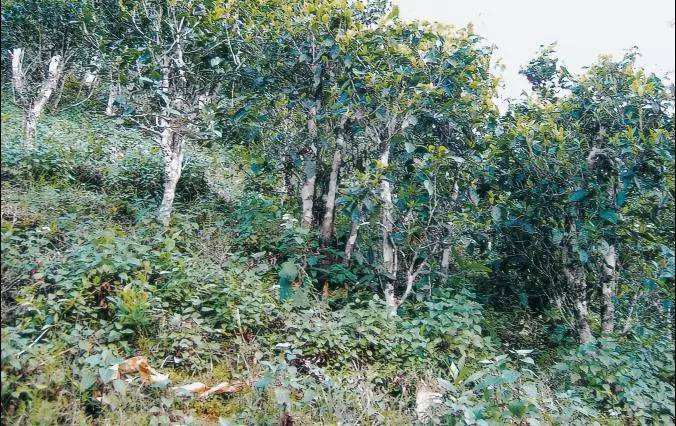 2022年須立貢茶普洱茶繞不開的古茶山！