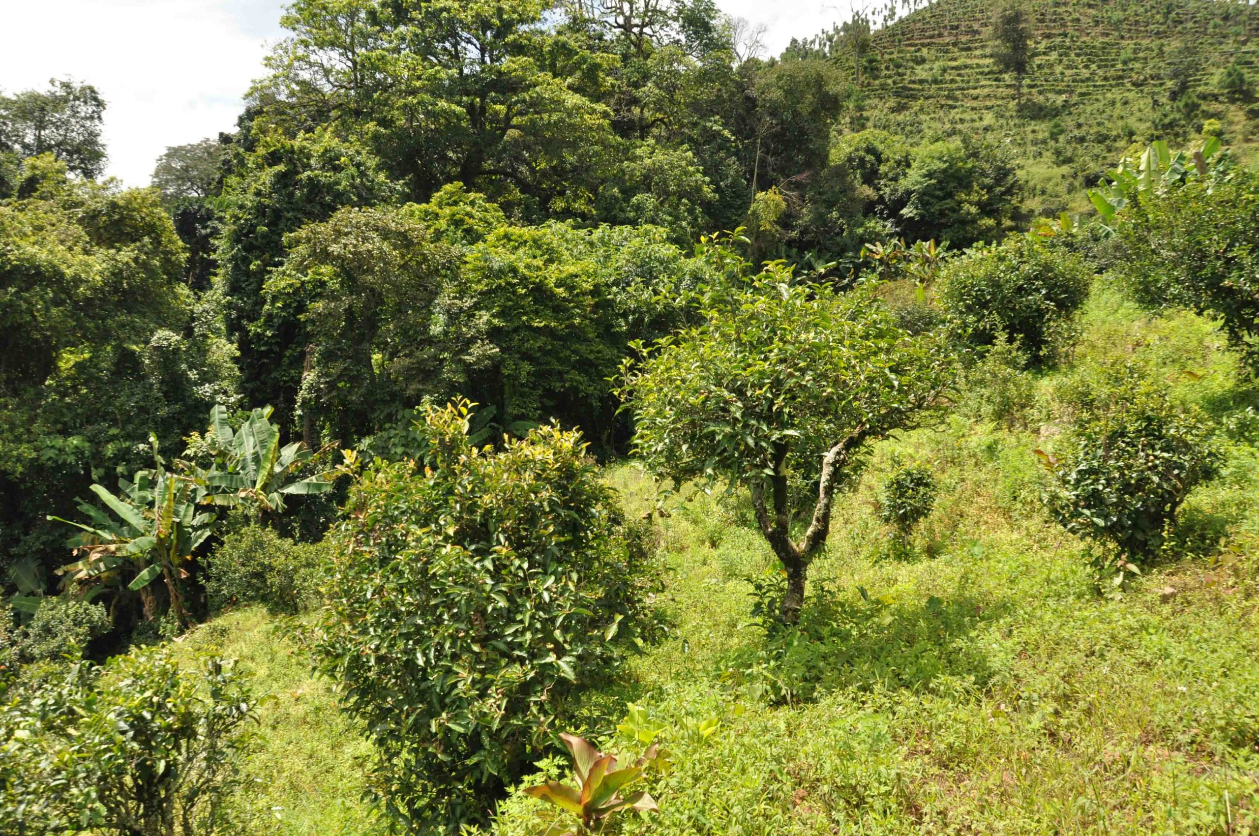2022年迷倒皇帝的貢茶-迷帝古樹(shù)春茶特點(diǎn)？