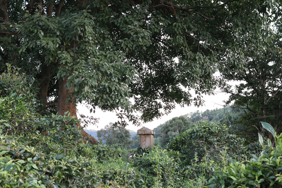 2022年迷帝古樹春茶口感是什么？