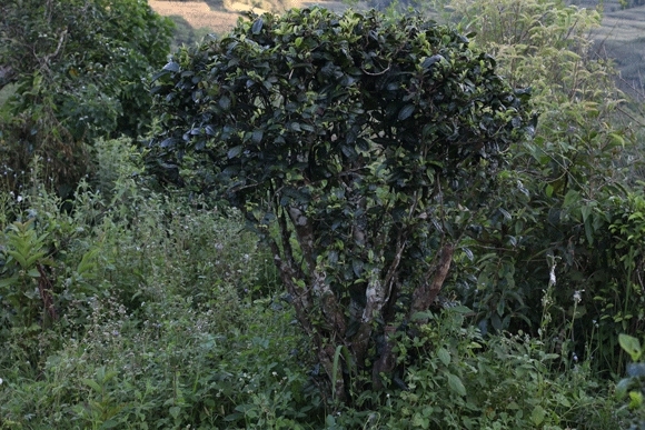 2022年迷帝古樹(shù)春茶，這里的茶 皇帝都著迷