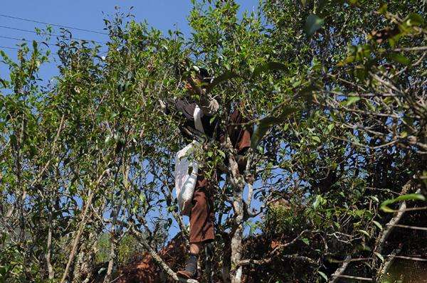 2022年景谷黃草壩古樹春茶品鑒實錄！