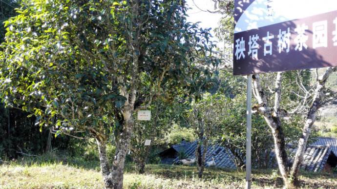 2022年景谷秧塔古樹春茶詳情介紹！