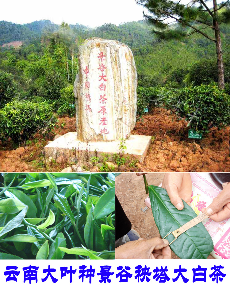 2022年景谷秧塔古樹春茶口感是什么？