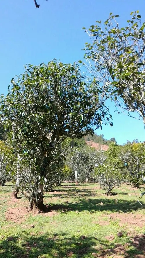 2022年景谷秧塔古樹春茶價格是多少?