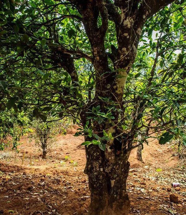 2022年景谷苦竹山古樹春茶特點是什么？