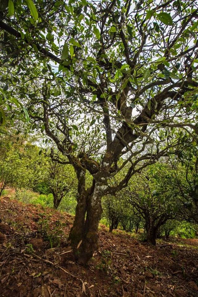 2022年景谷苦竹山古樹春茶多少錢一公斤？